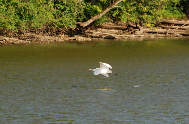 GreatEgret_8480