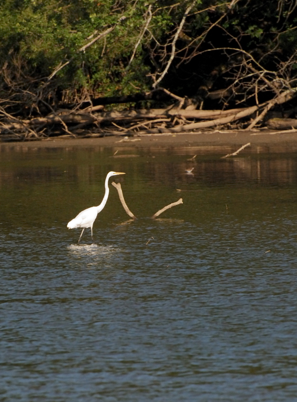 GreatEgret_8493