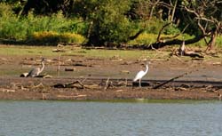 GreatEgret & GreatBlueHeron_8430