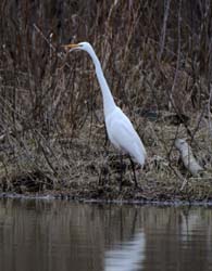 GreatEgret_5264