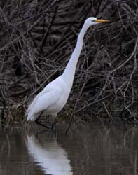 GreatEgret_5272