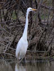 GreatEgret_5293