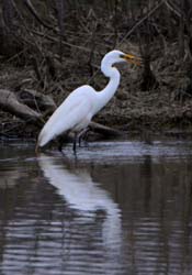 GreatEgret_5416