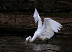 GreatEgret_5646