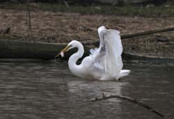 GreatEgret_5647