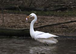 GreatEgret_5650