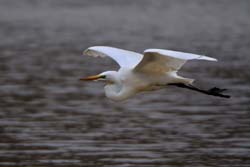 GreatEgret_5672