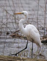 GreatEgret_5679