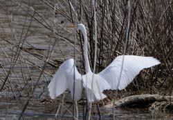 GreatEgret_5975