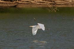 GreatEgret_8479