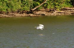 GreatEgret_8480