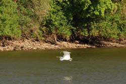 GreatEgret_8481