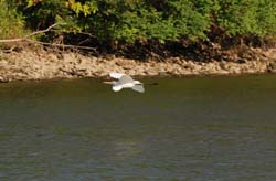 GreatEgret_8482