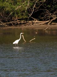 GreatEgret_8493