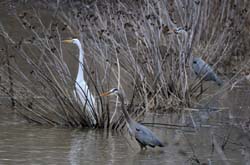 Heron_Egret_6335