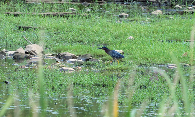 GreenHeron_0195