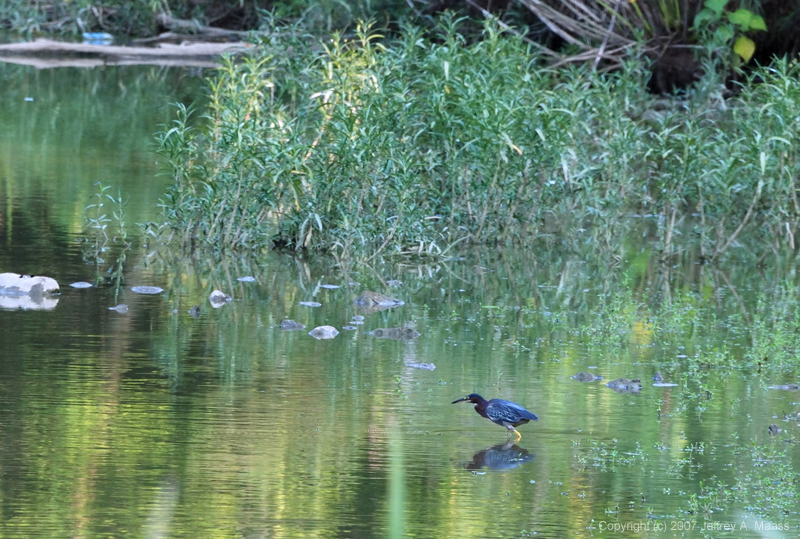 GreenHeron_0204