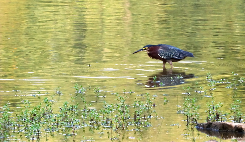 GreenHeron_0210