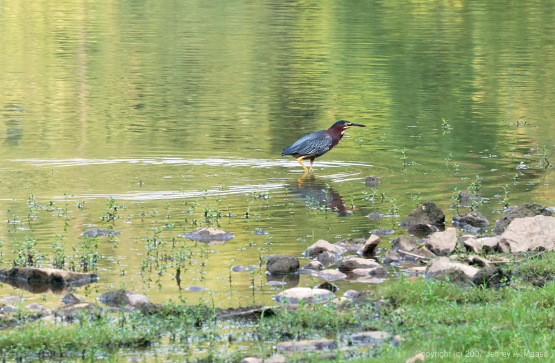 GreenHeron_0217