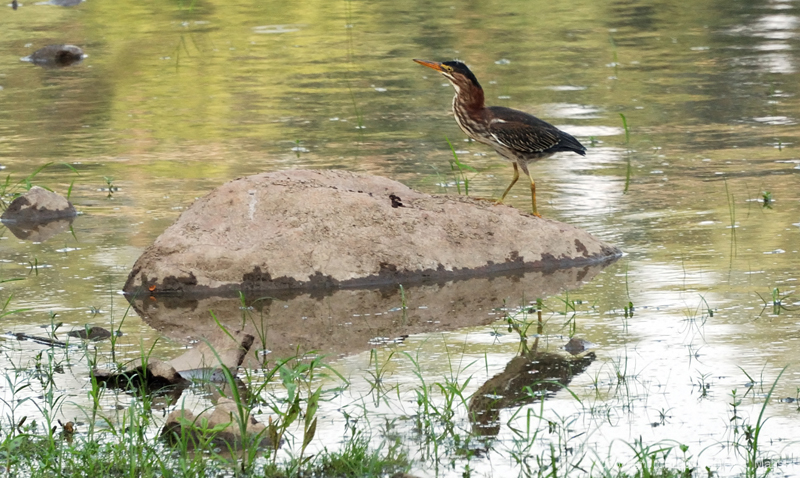 GreenHeron_0356