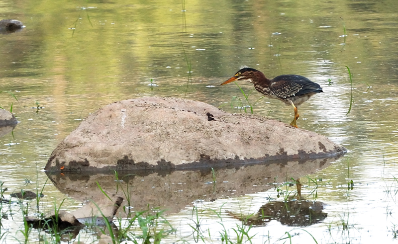 GreenHeron_0360