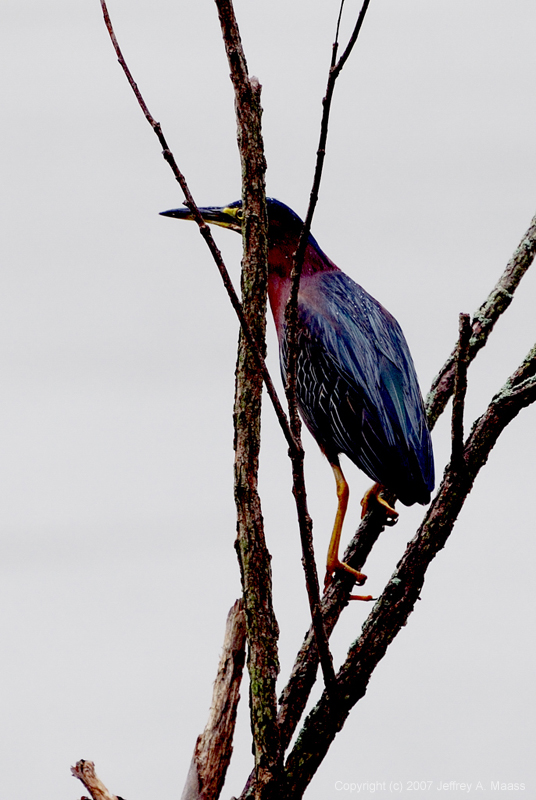 GreenHeron_1440