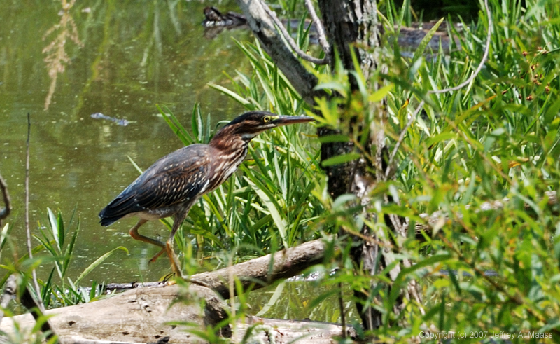 GreenHeron_1684