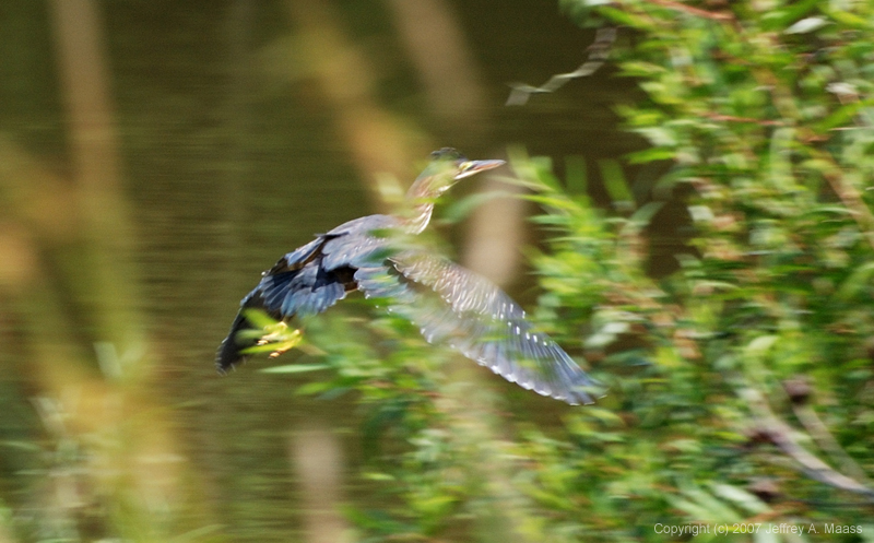 GreenHeron_1689