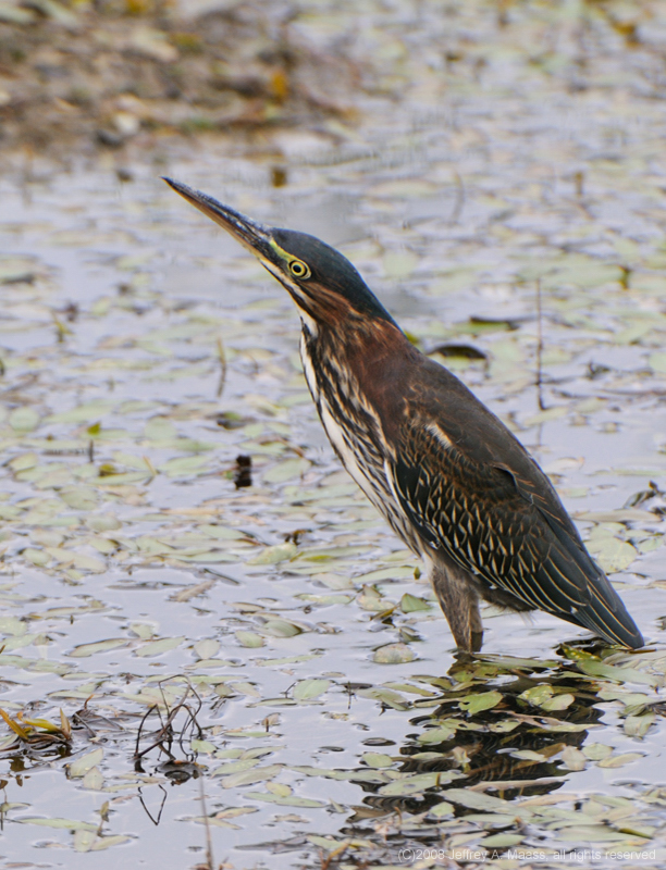 GreenHeron_3914