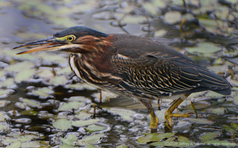 GreenHeron_3986