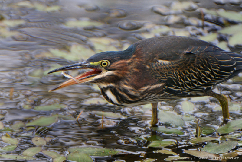 GreenHeron_3994