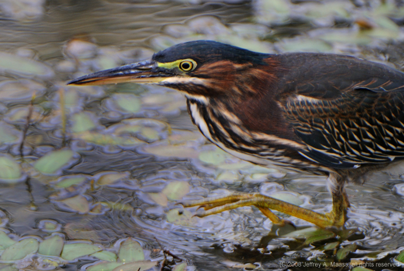 GreenHeron_4018