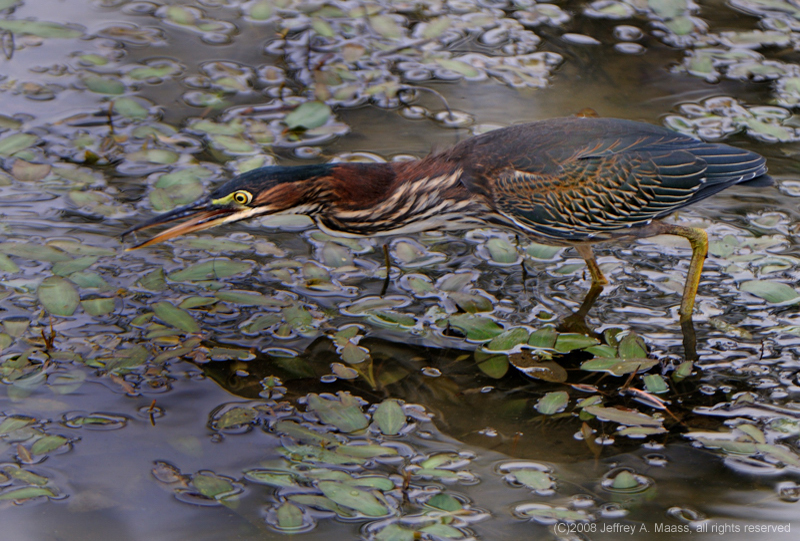 GreenHeron_4029