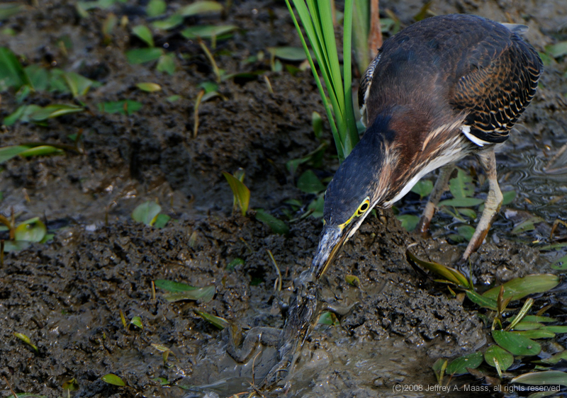 GreenHeron_4530