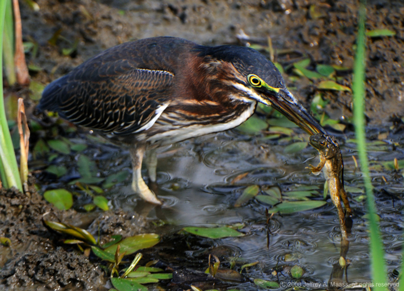 GreenHeron_4564