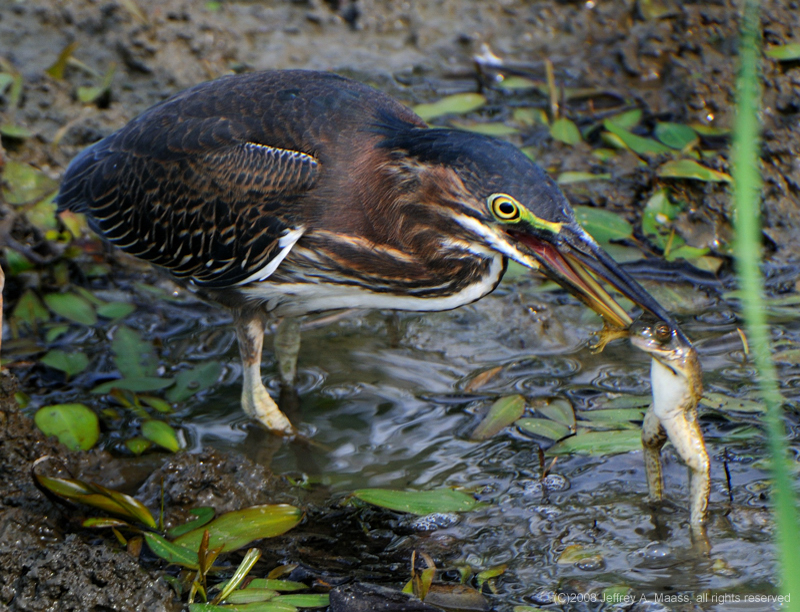 GreenHeron_4621