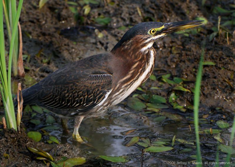 GreenHeron_4688