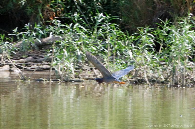 GreenHeron_7762