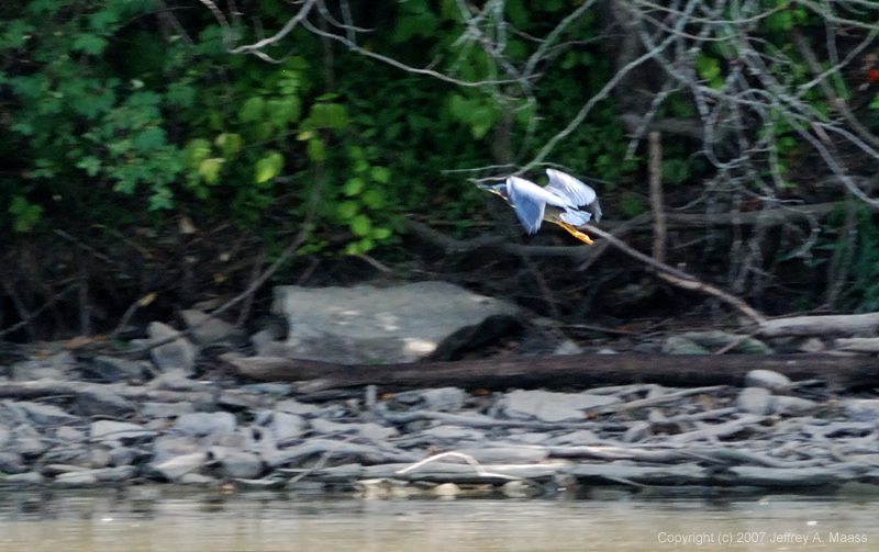 GreenHeron_7768