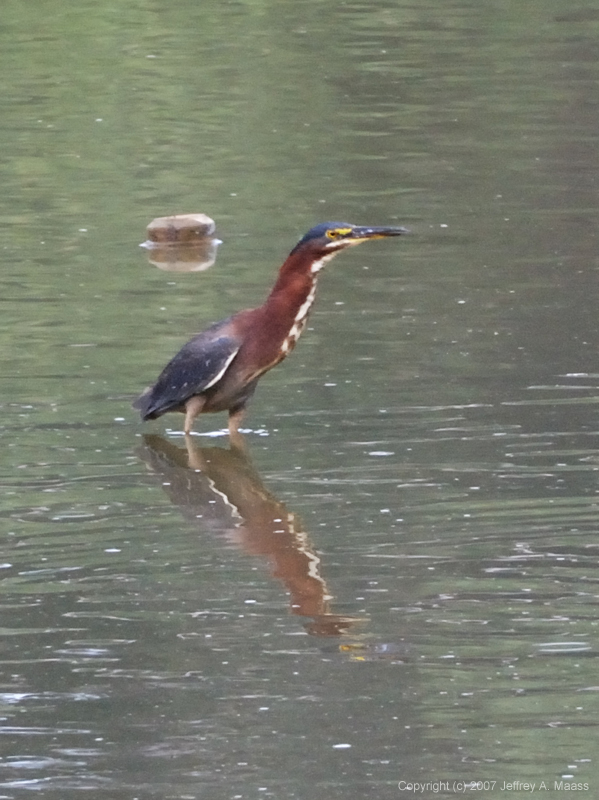 GreenHeron_9114