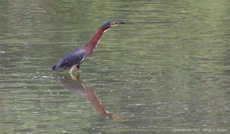 GreenHeron_9124