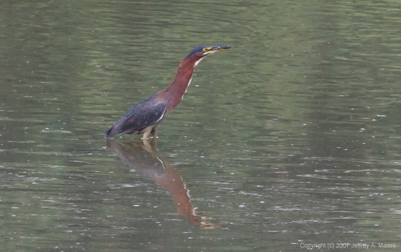 GreenHeron_9133