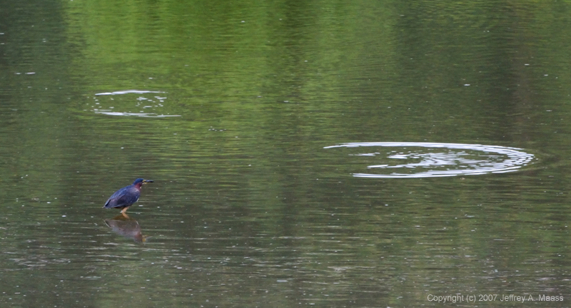 GreenHeron_9138
