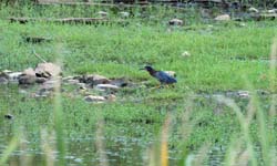 GreenHeron_0195