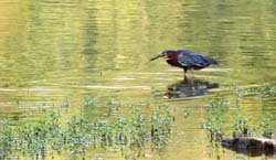 GreenHeron_0210