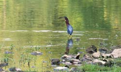 GreenHeron_0221