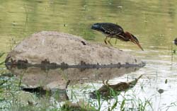 GreenHeron_0344