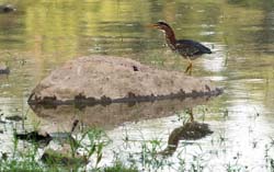 GreenHeron_0362