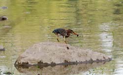 GreenHeron_0366