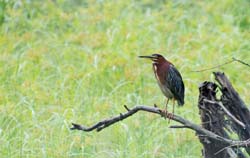 GreenHeron_1454